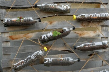 Upcycling of plastic bottles from soft drinks. They are used as flowerpots for succulent plants....