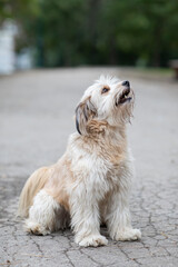 Beautiful mixed breed dog outside
