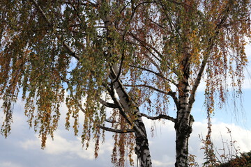 Bouleau en automne, portant des feuilles aux couleurs automnales, ville de Corbas, France
