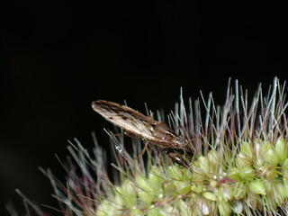 ヒゲナガカメムシ Pachygrontha antennata