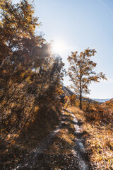 Fototapeta premium Vertical view of a beautiful earth road in autumn mountains backlit by warm sun, with yellowed birches and fallen leaves on the ground, clear blue fall sky with a sun flare casting a chroma hoop