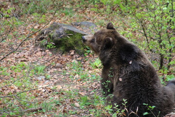 Fototapeta premium Bär