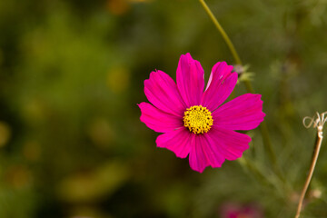 Obraz premium cosmos flower in the garden
