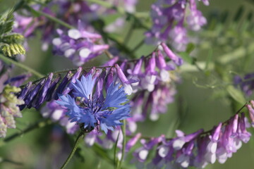 Cornflower with vetch