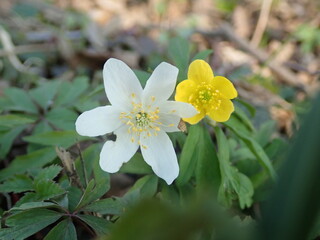 Zawilec gajowy - Anemone nemorosa
