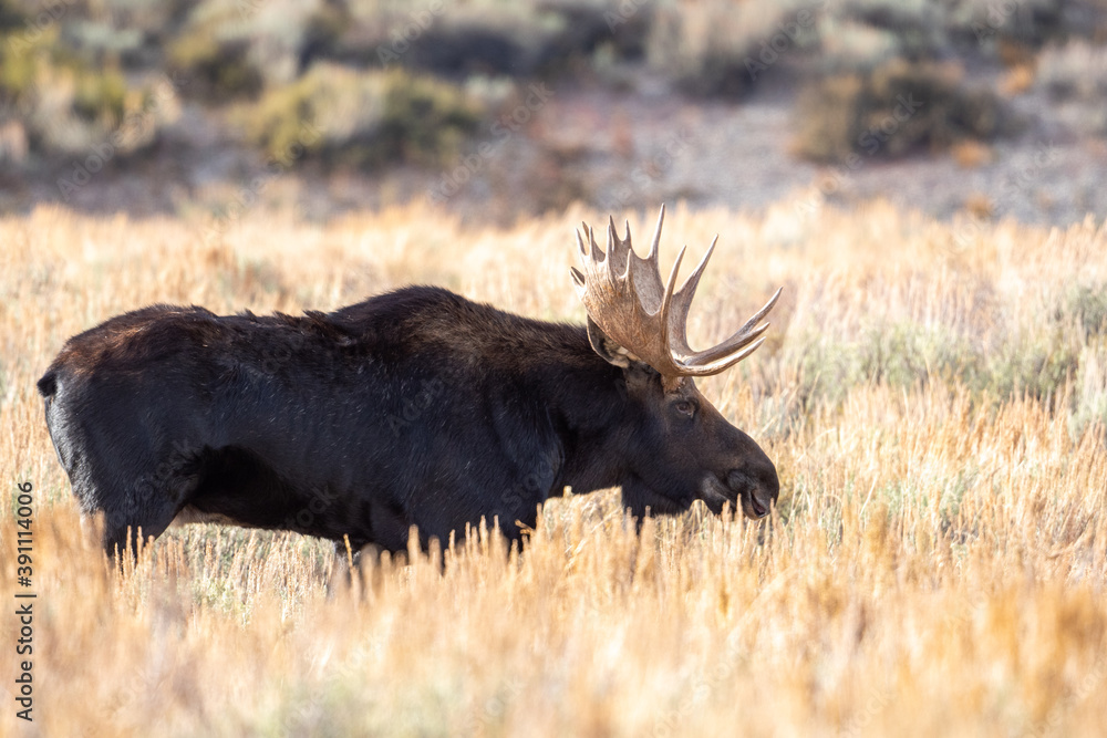 Canvas Prints bull moose in open meadow