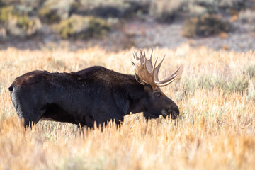 Bull moose in open meadow