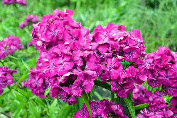 Blooming Phlox against a garden background