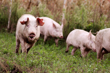 pigs in organic pig breeding