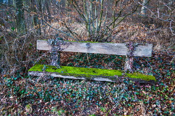 old wooden bench covered with moss and ivy