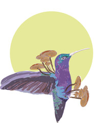 colibri ilustración © valentina