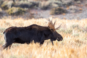 Bull moose in open meadow