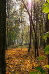 Obraz premium Sun shining through yellow leaves in forest during beautiful autumn 