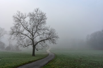 Obraz na płótnie Canvas Silhouette of lonely walnut tree in fog on frozen field
