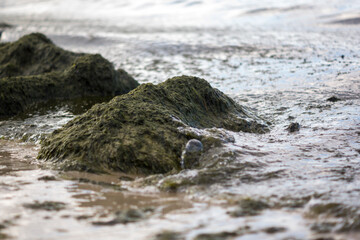 green algae on the sea shore