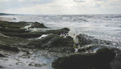 green algae on the sea shore