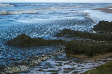 green algae on the sea shore