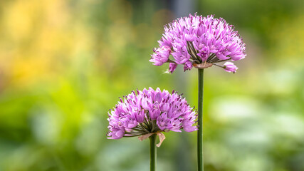 Fototapeta premium Purple edible Mouse Garlic (Allium angulosum) flower with a green bokeh background