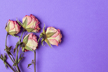 dry small roses on a purple background