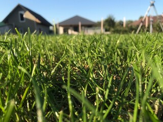 green grass in the garden