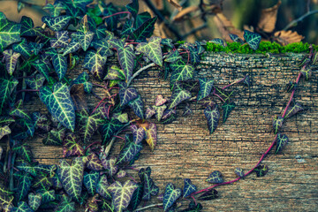 closeup of ivy on wood with moss outdoor