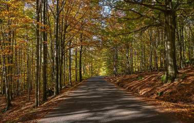 Mountain road leading through the forest in autumn.