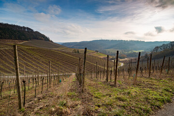 empty vineyards with road in winter