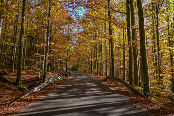 Mountain road leading through the forest in autumn. Beautifully colored orange leaves.