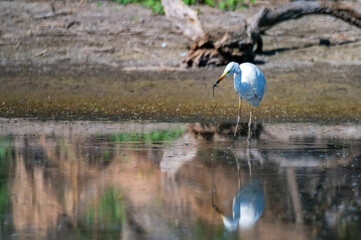 Great egret or Ardea alba eats water snake
