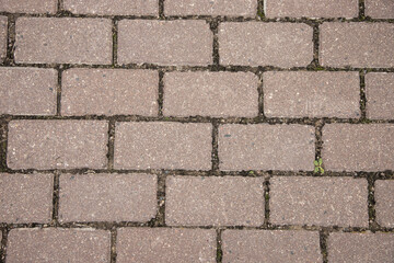 Road tiles in the park, top view. a little plant is groing between the tiles. Street coverage.