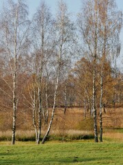 Obraz premium Moorgebiet mit Birken und Wiese