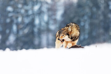 male gray wolf (Canis lupus) protects the hunted prey from the intruder
