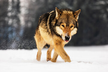 male gray wolf (Canis lupus), the dangerous animal came very close