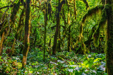 Close up of moss growing on tree branches.