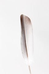Shades of brown and white in a single wood pigeon feather. Detail and texture of a dove wing quill against a white background.