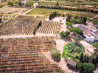 Aerial view of sun lit organic vineyards on a bright sunny day