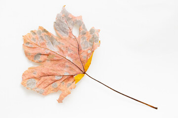 Decay of maple leaf. Autumn fall season concept against a white background.