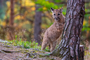 Puma richtet sich an einem Baum auf