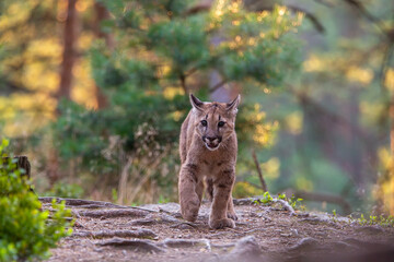 Puma läuft auf den Betrachter zu