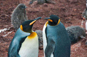 king penguins © rubbersoulroad