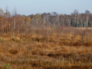 Wittmoor mit Birken und Gräsern