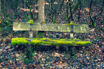old wooden bench covered with moss