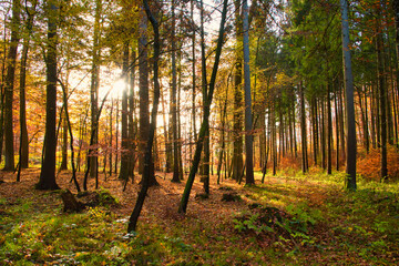 leuchtender Herbstwald