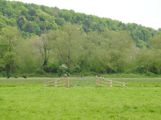 View of pastures and forests