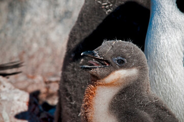 chicken chinstrap © rubbersoulroad