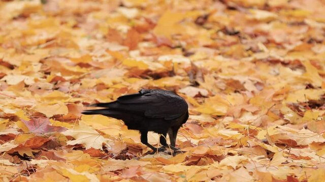Rook eating food standing in the autumn leaves