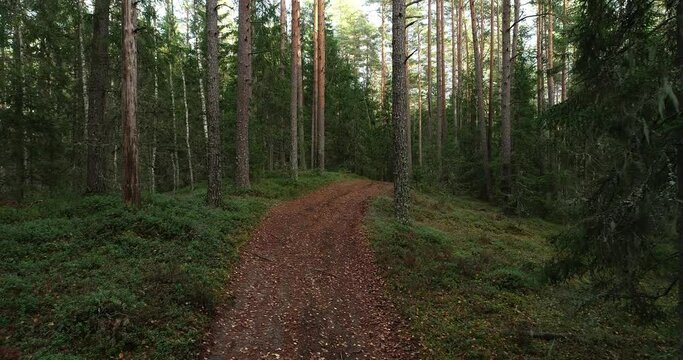A slow flight over a small forest path in autumnal boreal forest of Estonia.
