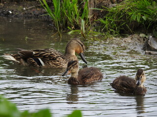 A family of ducks on a stream