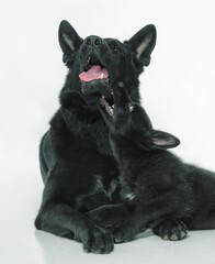 Black German Shepherd in the studio on a white background.