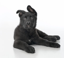 Black German Shepherd in the studio on a white background.
